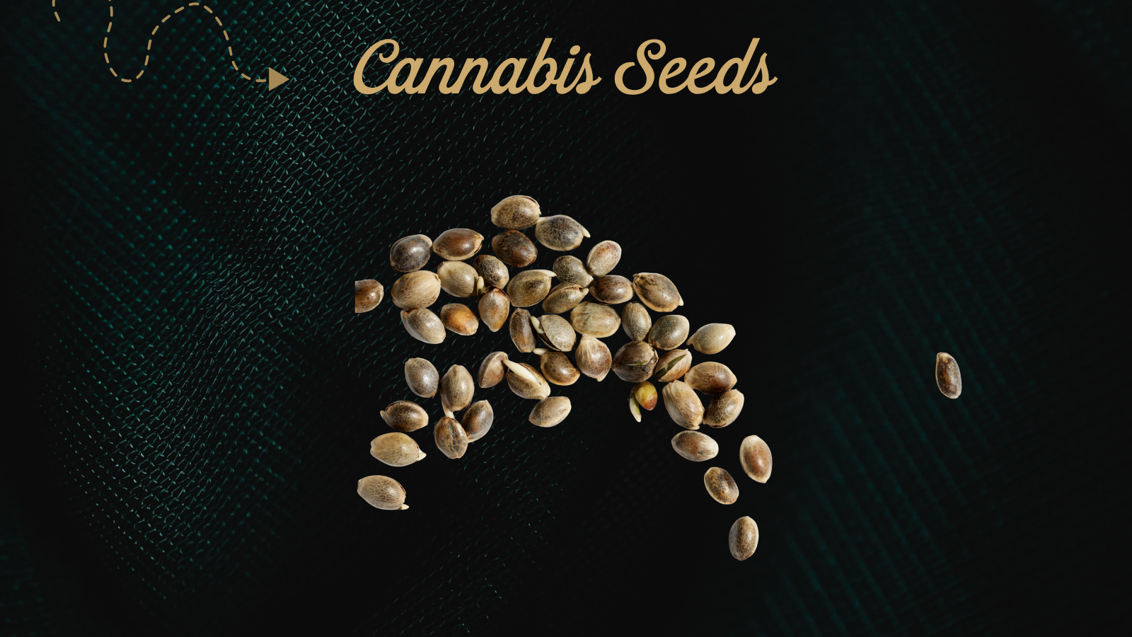 Cannabis Seeds
